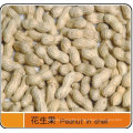 Export Excellent Peanut in Shell